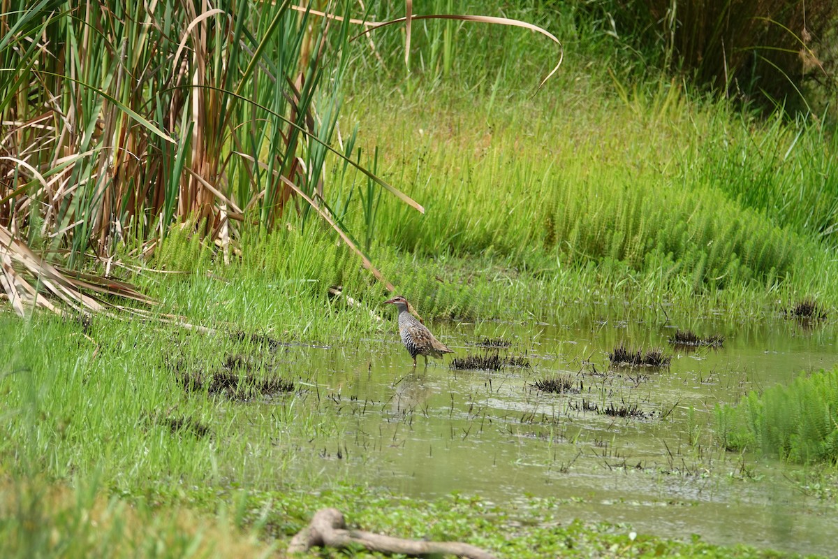 Buff-banded Rail - ML613370841