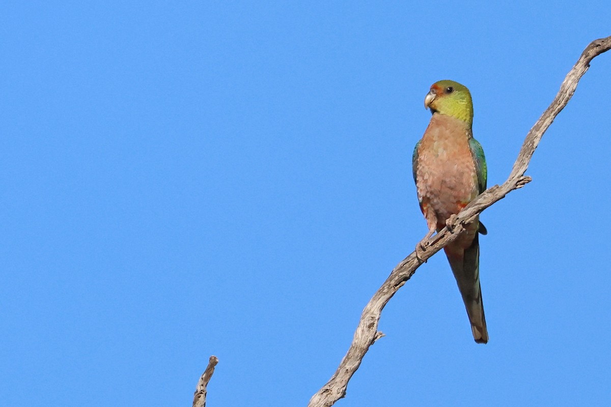 Red-capped Parrot - ML613370936