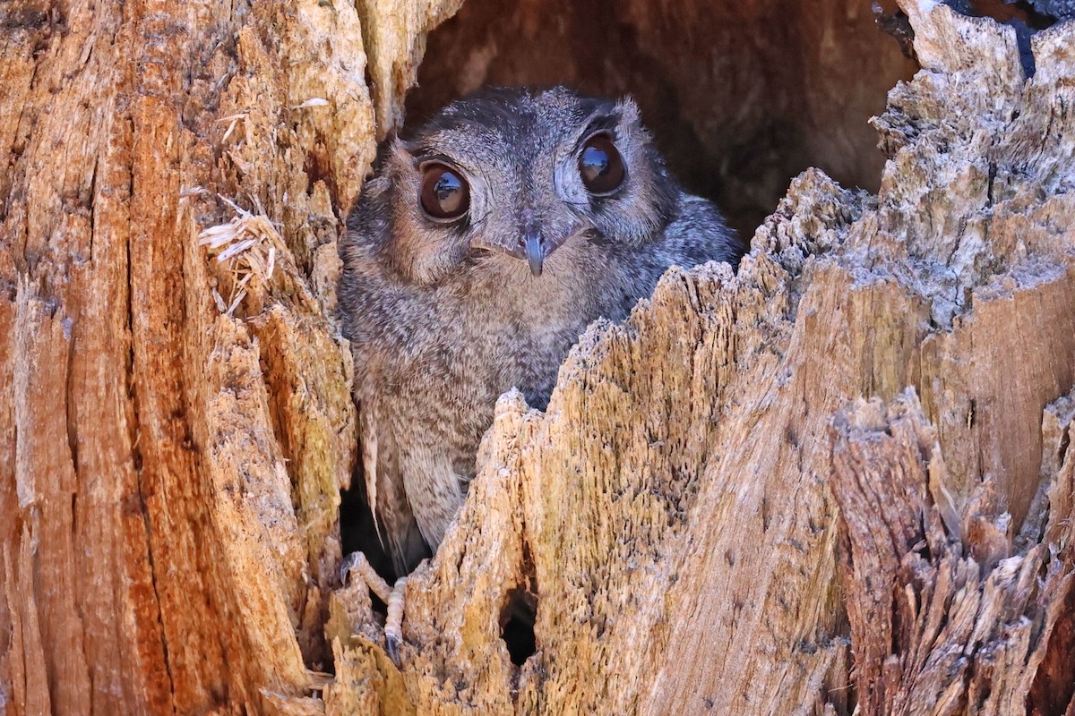 Australian Owlet-nightjar - ML613370983