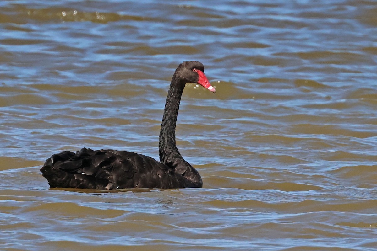 Black Swan - Trevor Hardaker