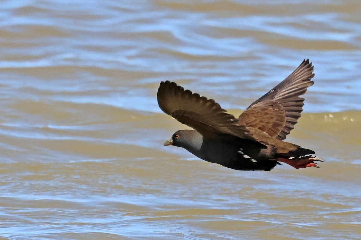 Black-tailed Nativehen - ML613371005