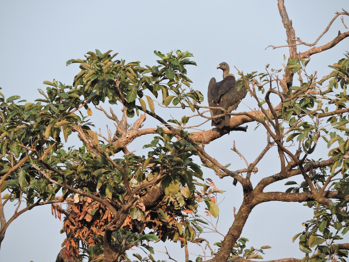 White-rumped Vulture - ML613371023