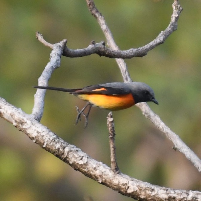 Küçük Minivet - ML613371043