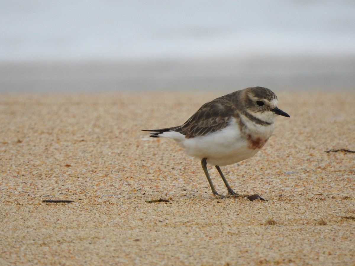 Double-banded Plover - ML613371079