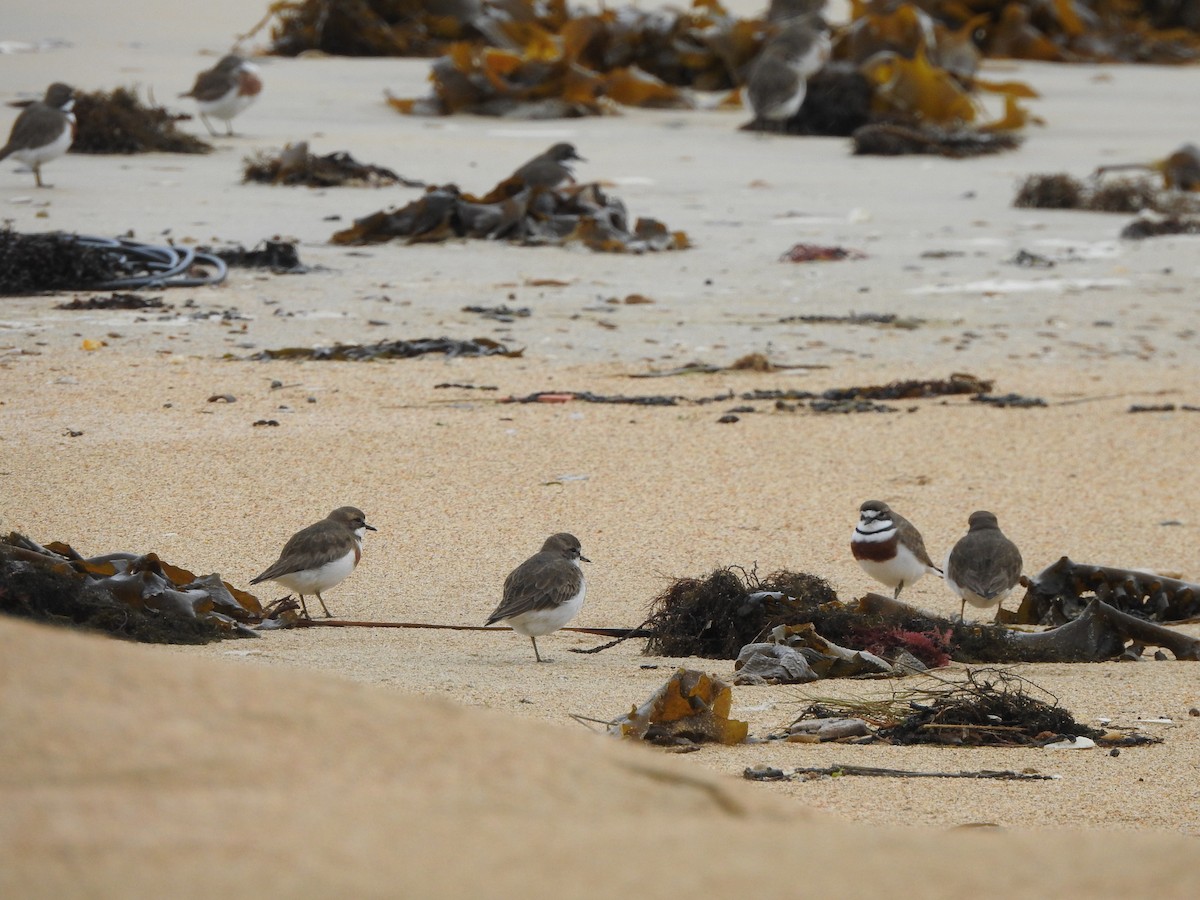 Double-banded Plover - ML613371088