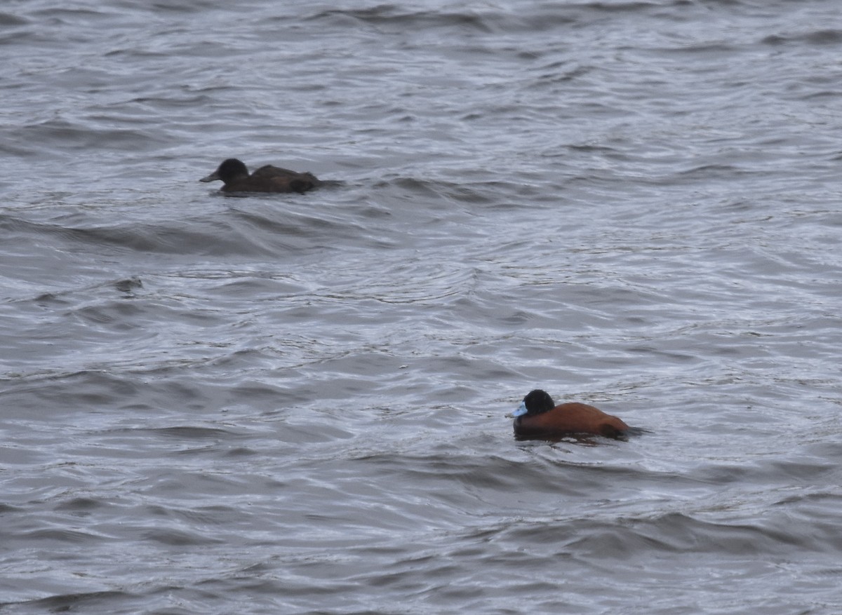 Andean Duck (ferruginea) - ML613371091