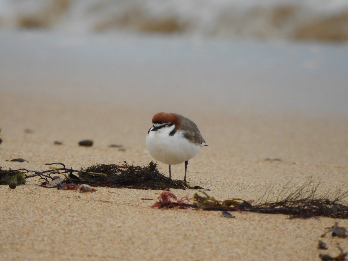 Red-capped Plover - ML613371098