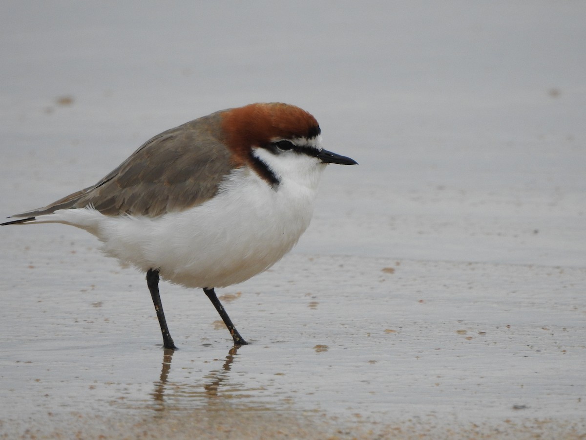 Red-capped Plover - ML613371099