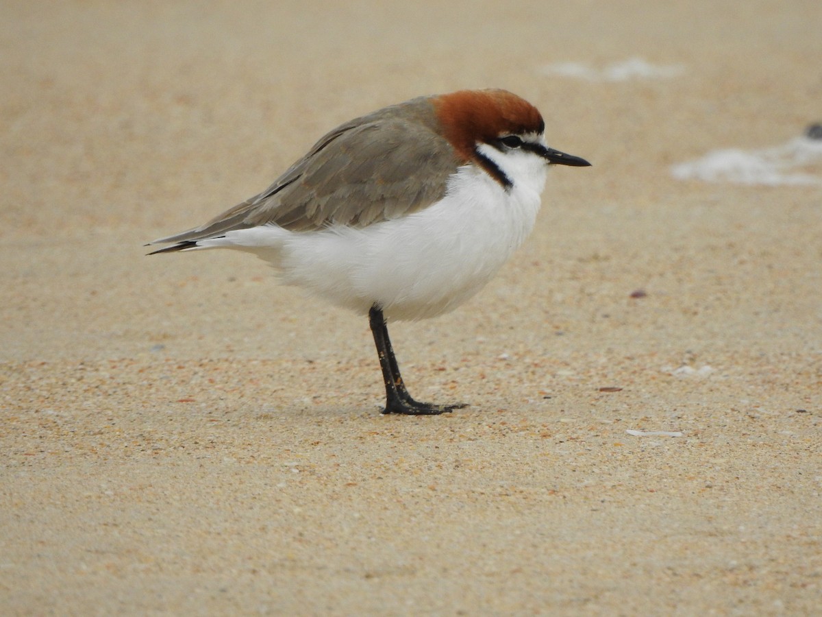 Red-capped Plover - ML613371100