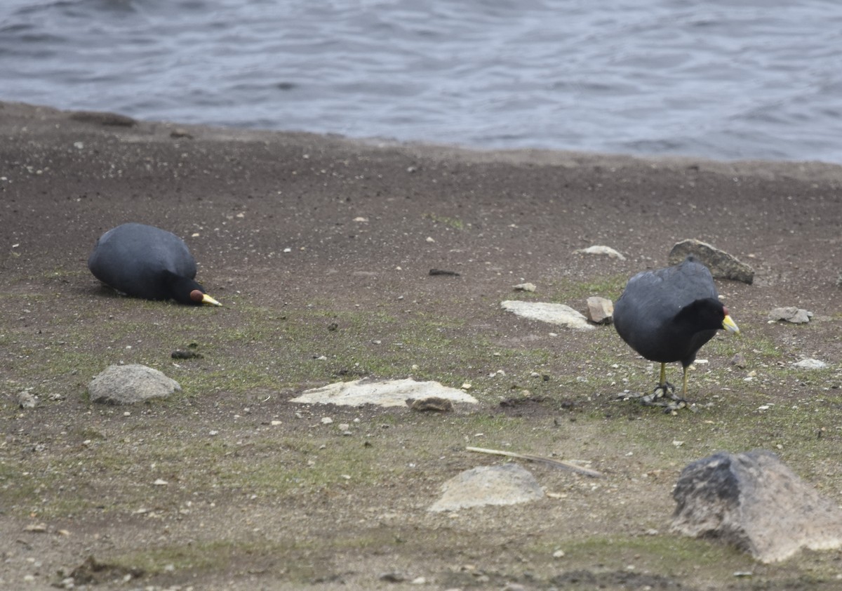 Slate-colored Coot - ML613371101