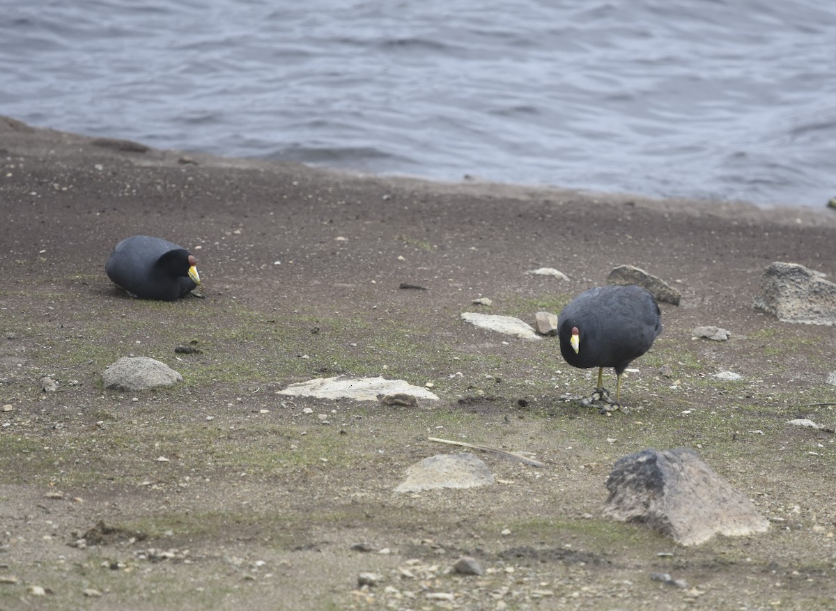 Slate-colored Coot - ML613371102