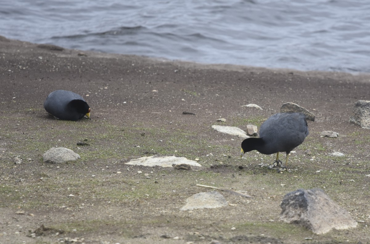 Slate-colored Coot - ML613371103