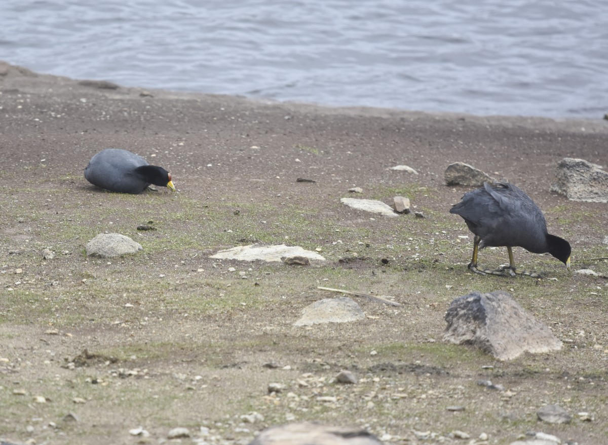 Slate-colored Coot - ML613371104