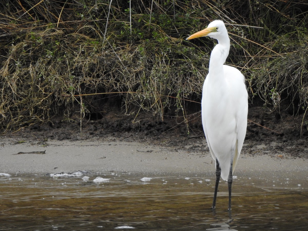 Great Egret - ML613371108