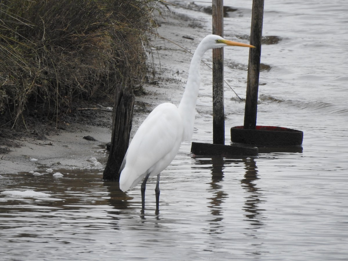 Great Egret - ML613371110