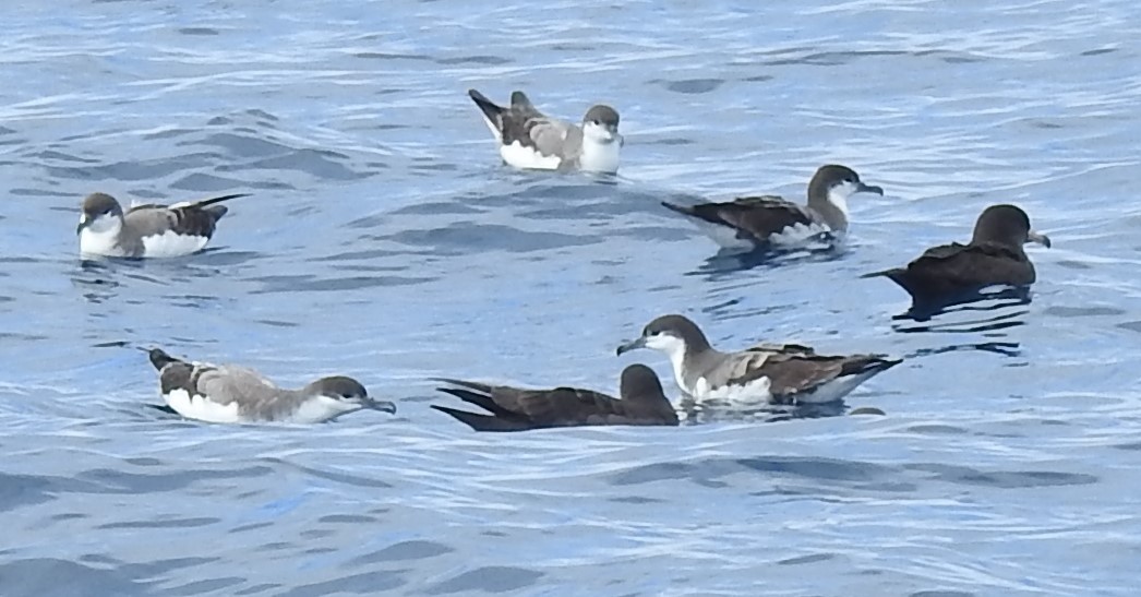 Buller's Shearwater - marti ikehara