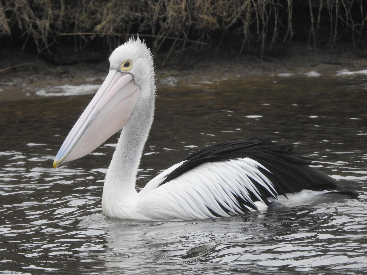 Australian Pelican - ML613371118