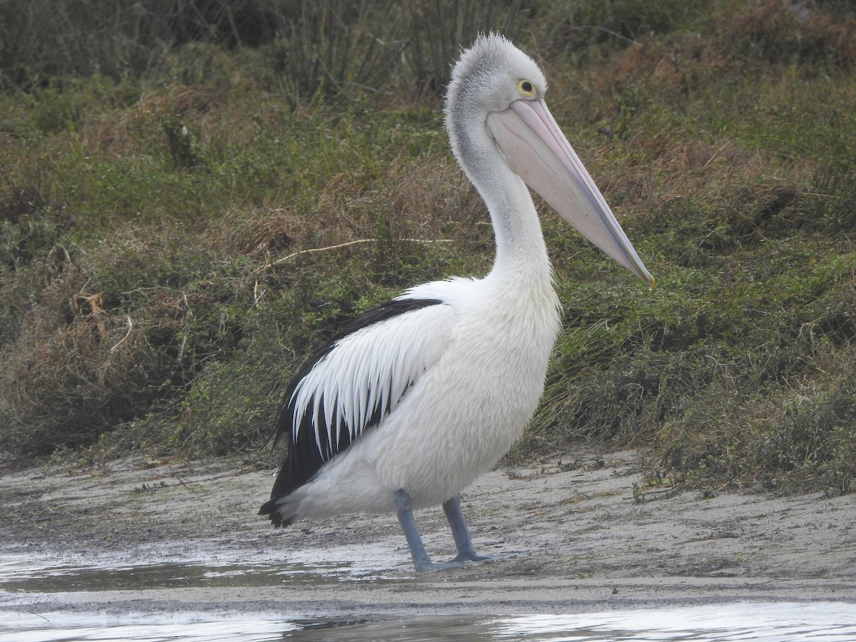 pelikán australský - ML613371119