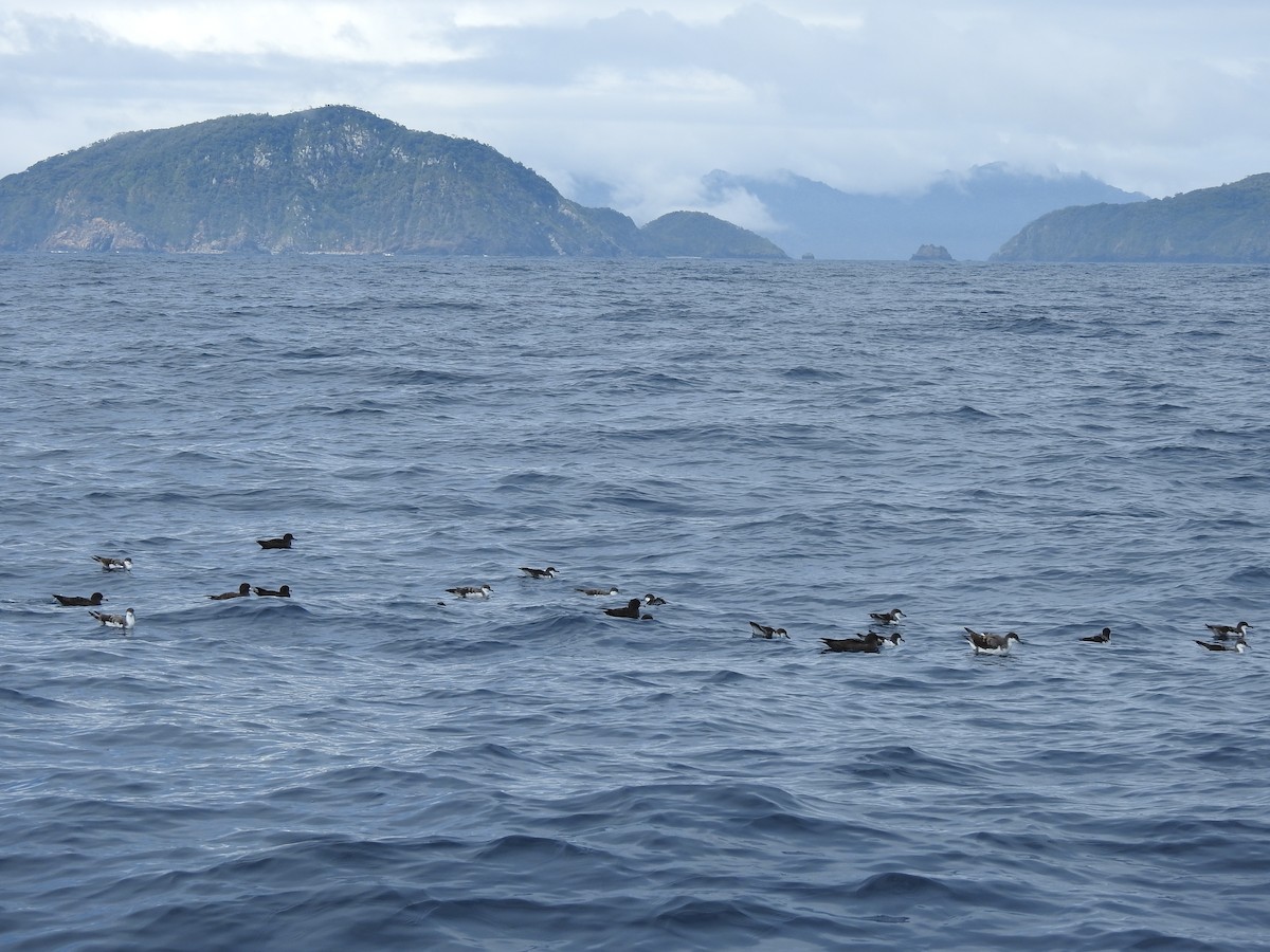 Buller's Shearwater - marti ikehara