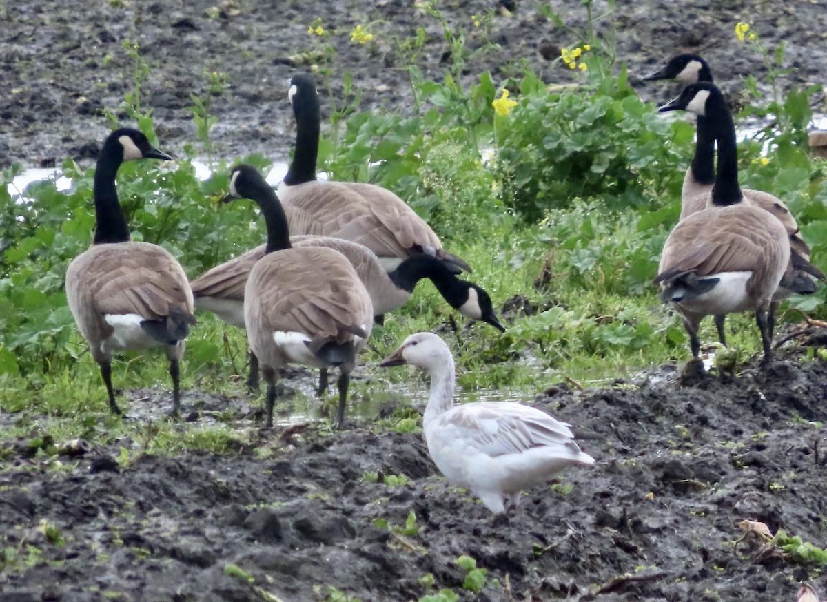 Snow Goose - ML613371186