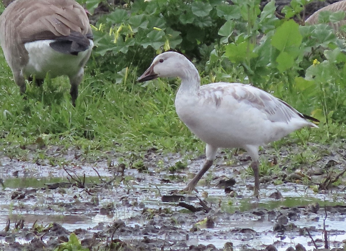 Snow Goose - ML613371190
