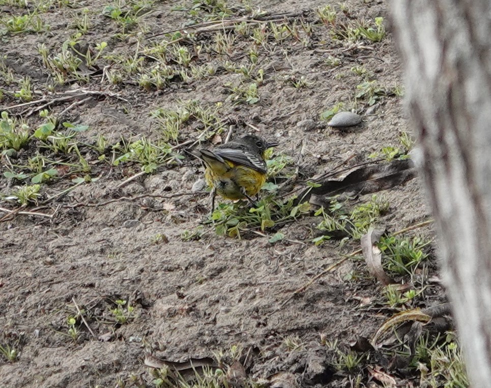 new world warbler sp. - ML613371201