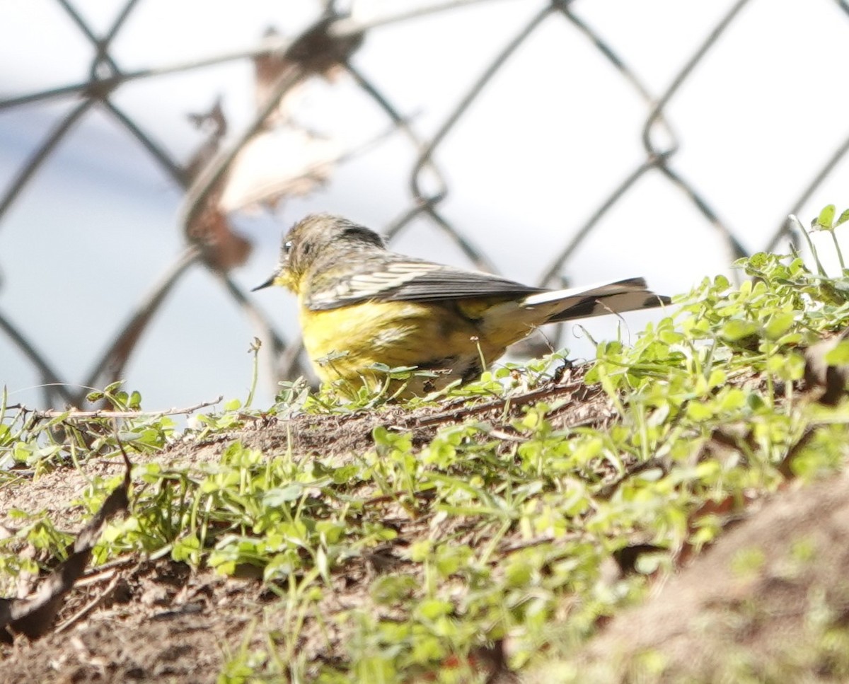 new world warbler sp. - ML613371203