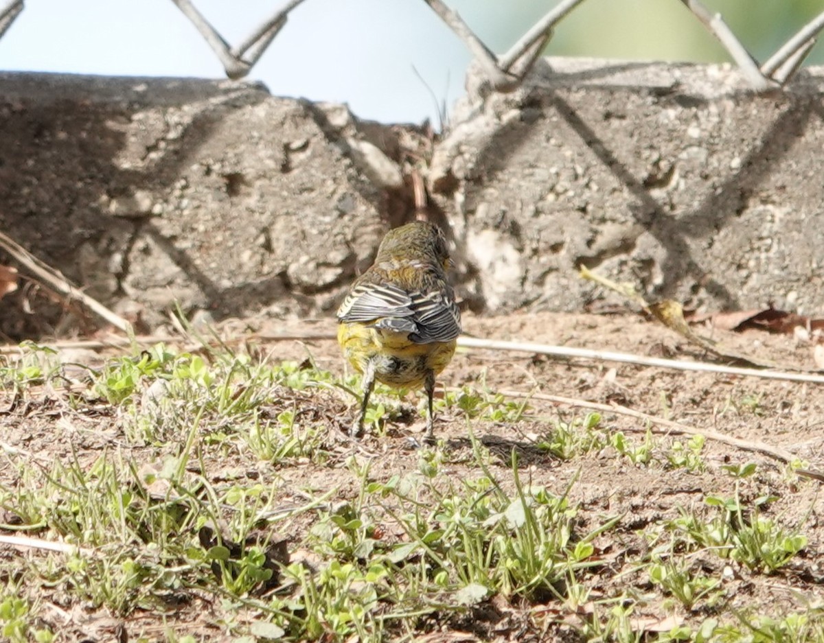 new world warbler sp. - ML613371206