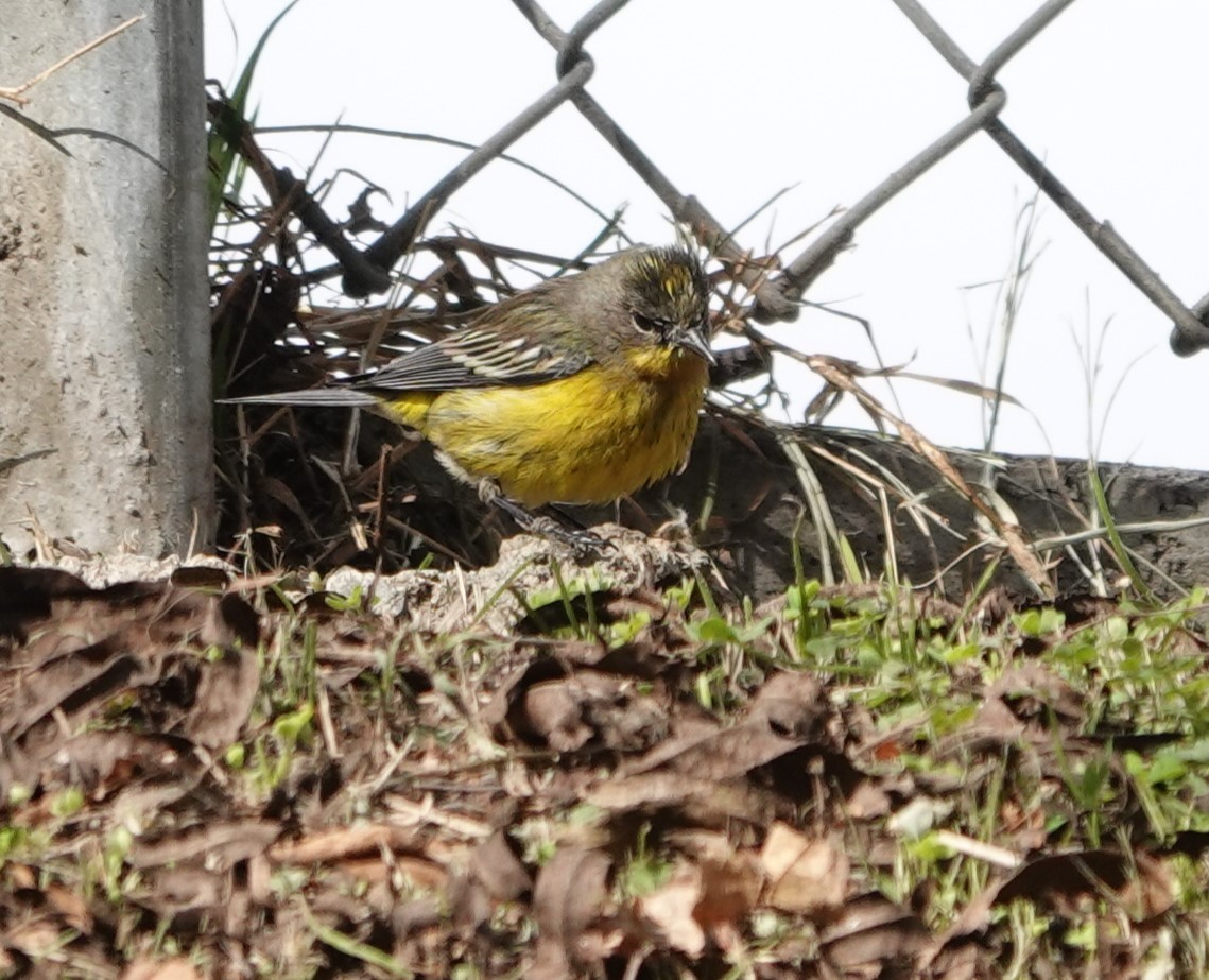 new world warbler sp. - ML613371210