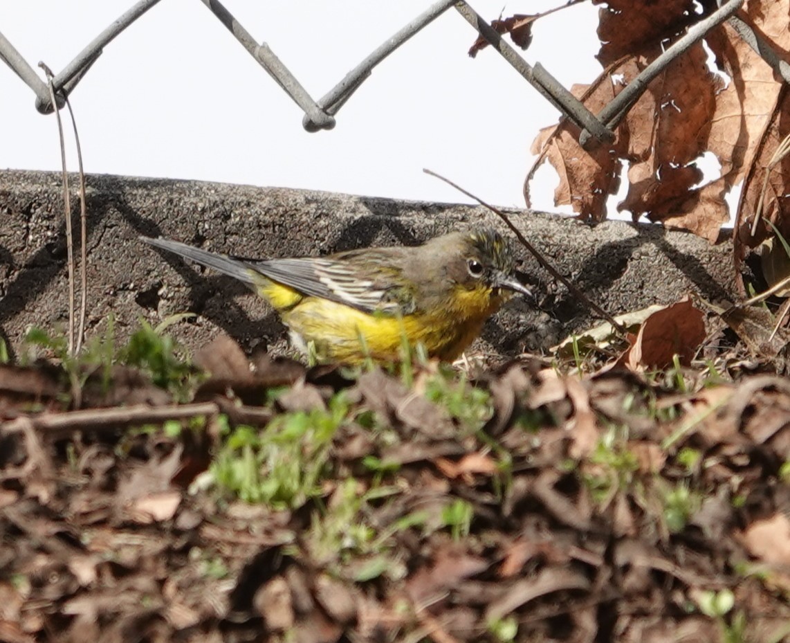 new world warbler sp. - ML613371211