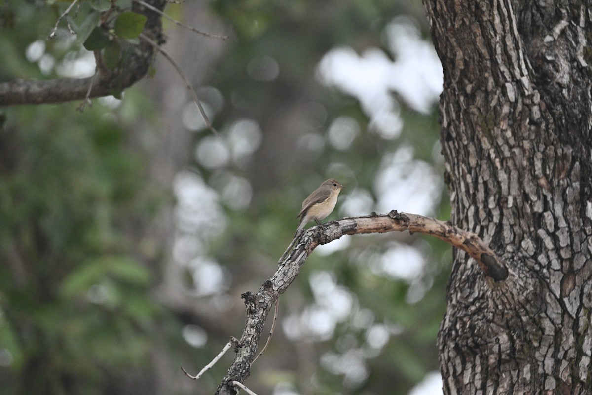 Taiga/Red-breasted Flycatcher - ML613371218