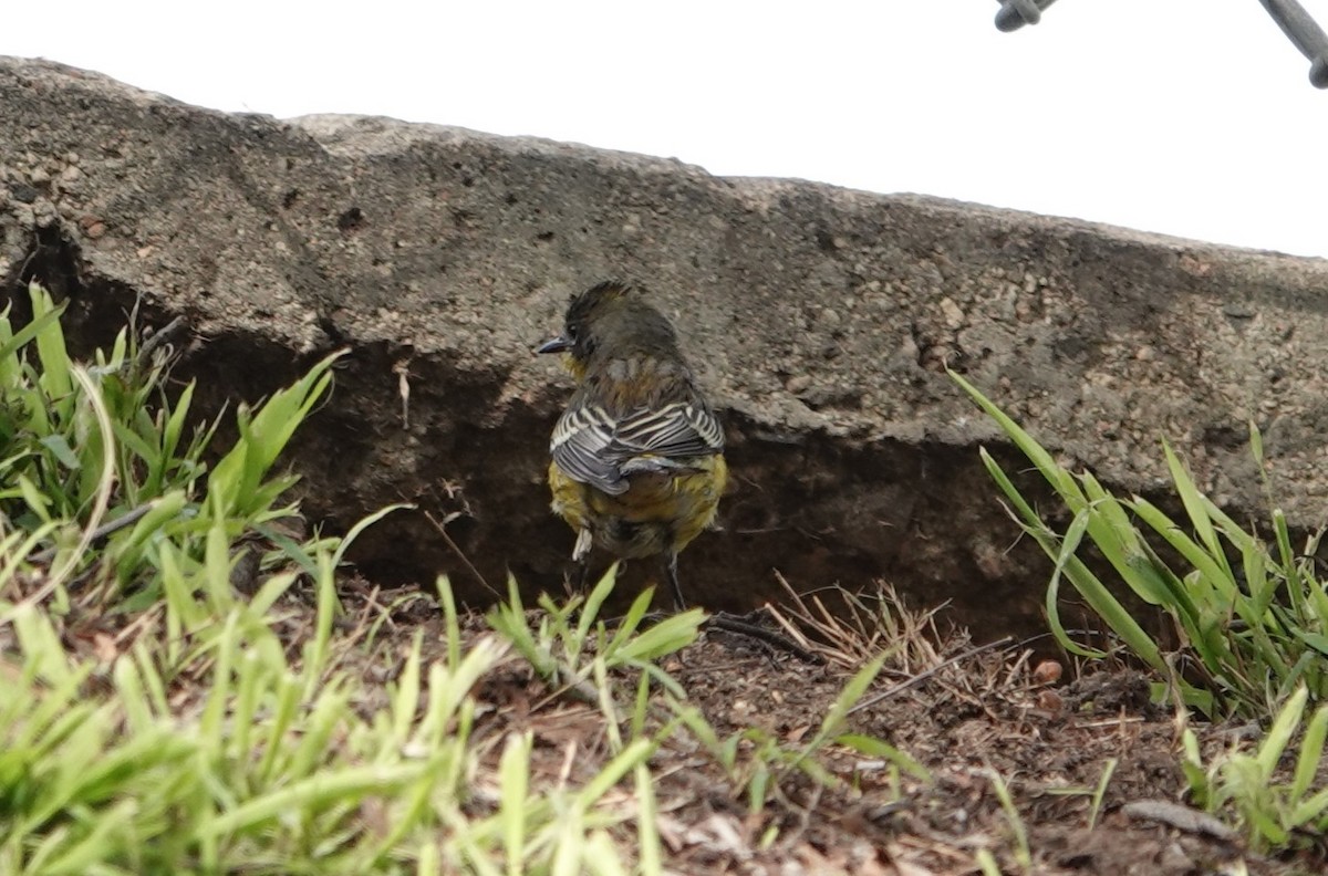 new world warbler sp. - ML613371290