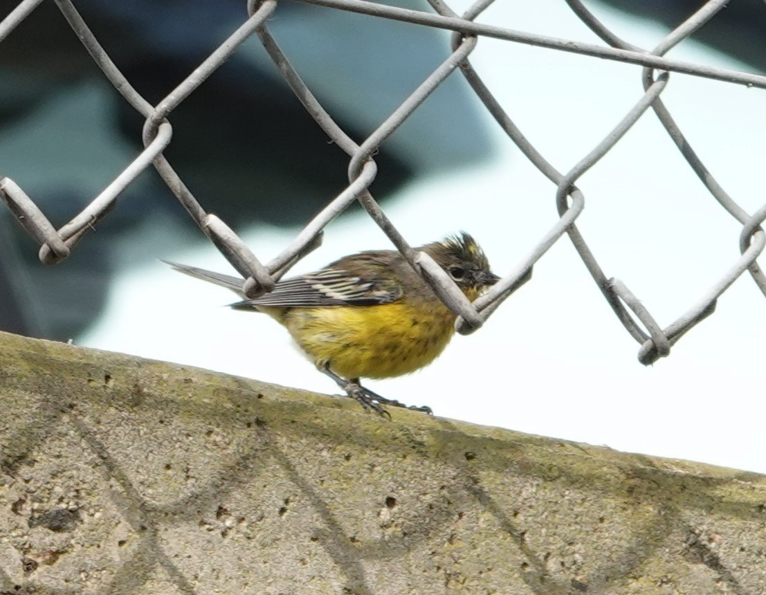 new world warbler sp. - ML613371291