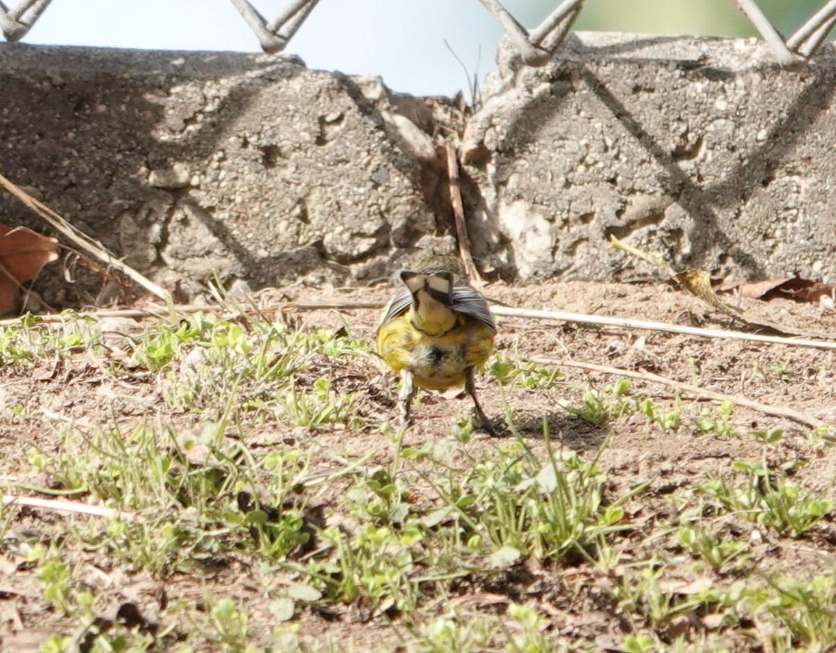 new world warbler sp. - ML613371316