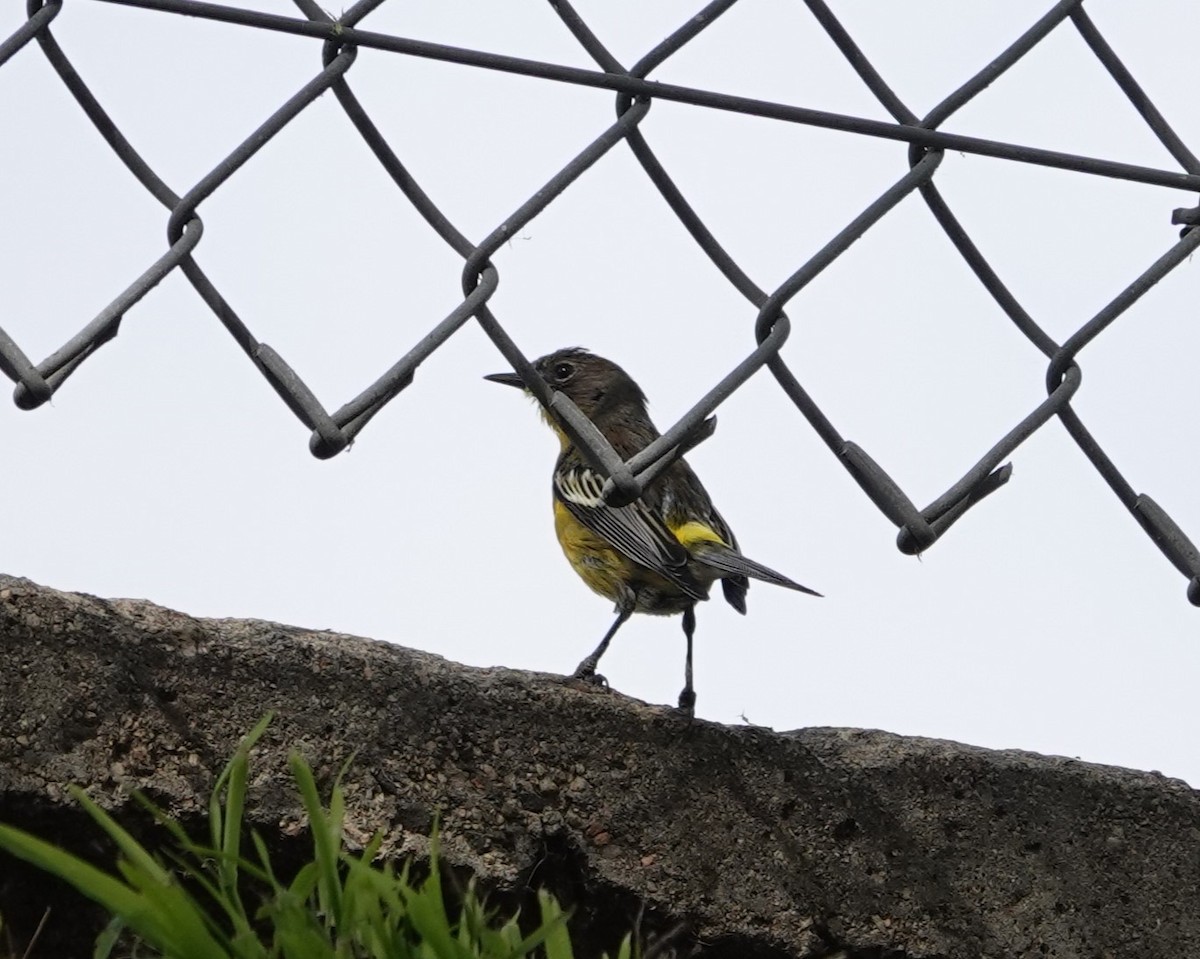 new world warbler sp. - Sylvia Afable