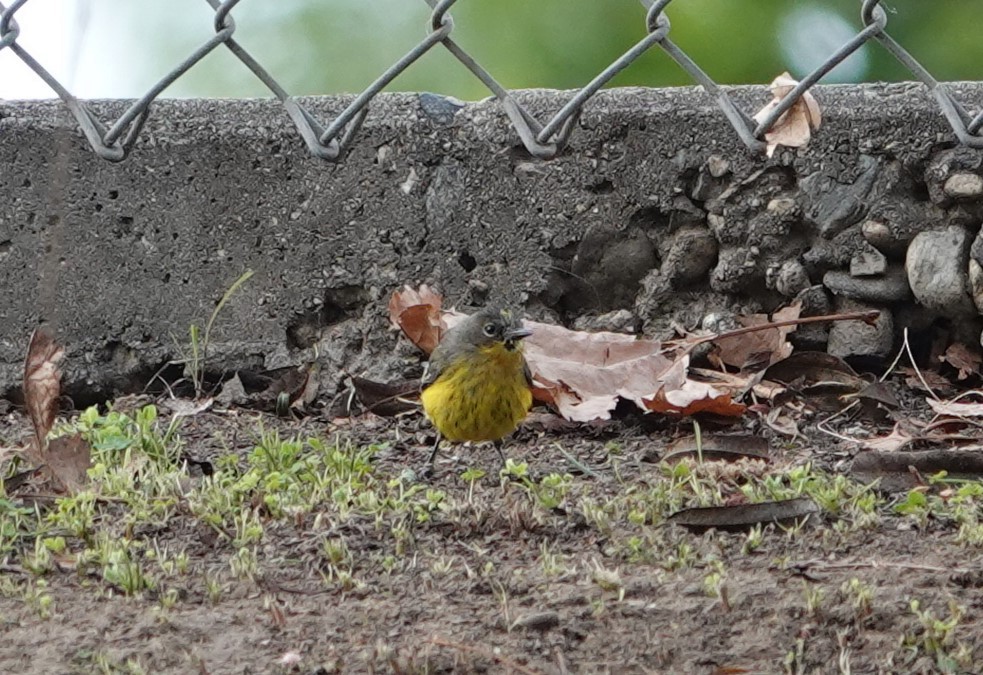 new world warbler sp. - ML613371324