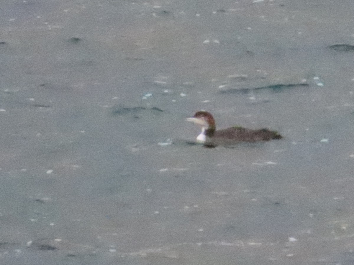 Common Loon - Ben Ward