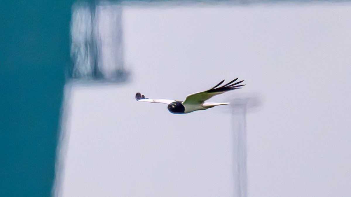 Pied Harrier - Soong Ming Wong
