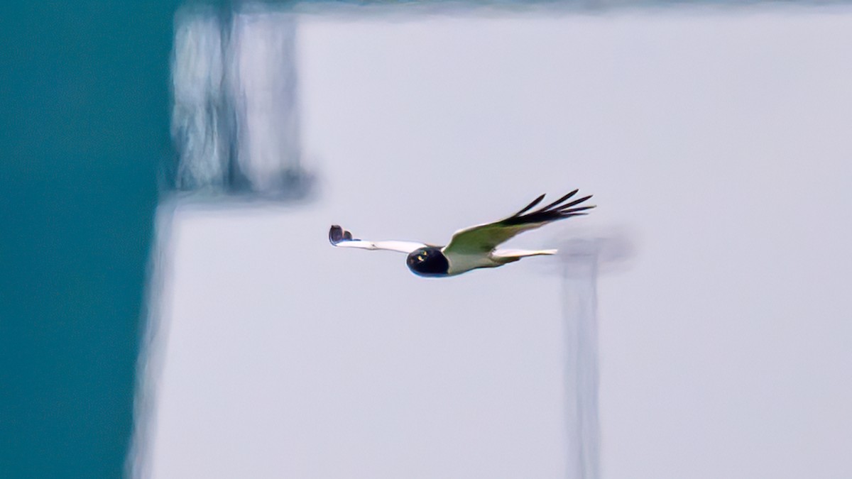 Pied Harrier - ML613371508