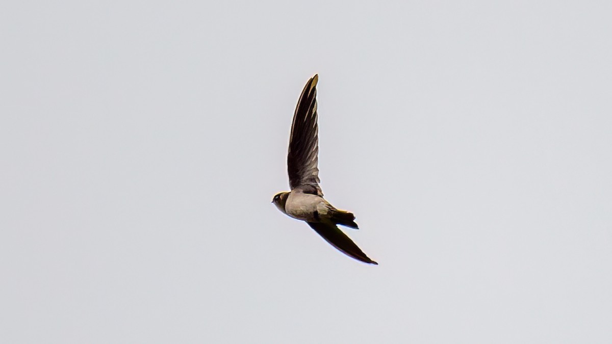 Barn Swallow - Soong Ming Wong