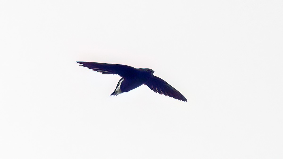 Brown-backed Needletail - ML613371615