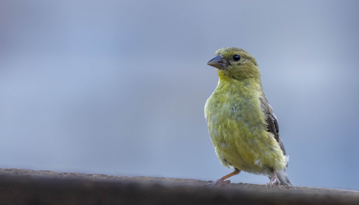 American Goldfinch - Tara Plum