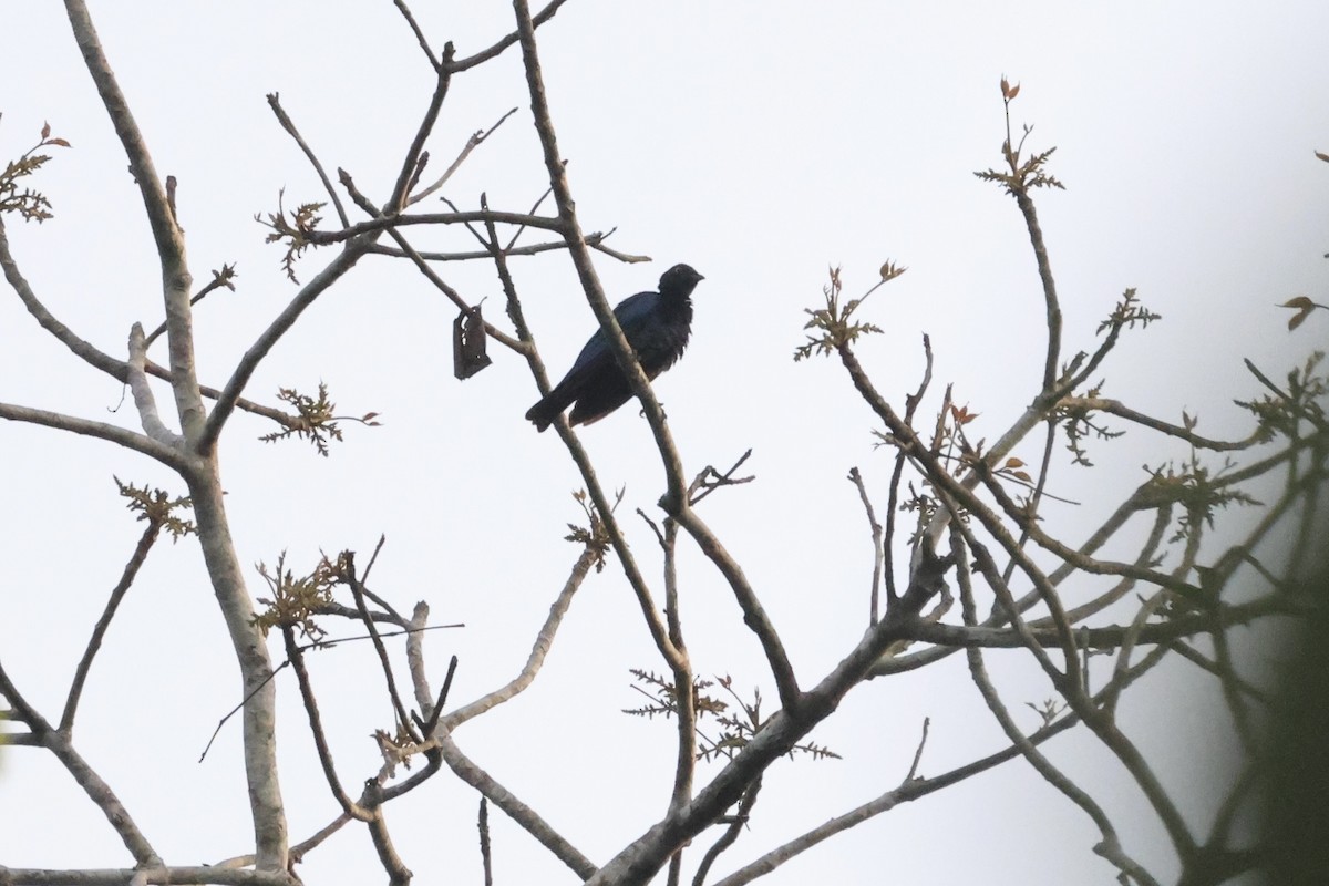 Copper-tailed Starling - ML613371640