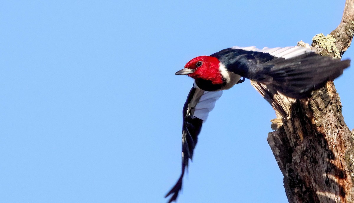 Red-headed Woodpecker - ML613371655