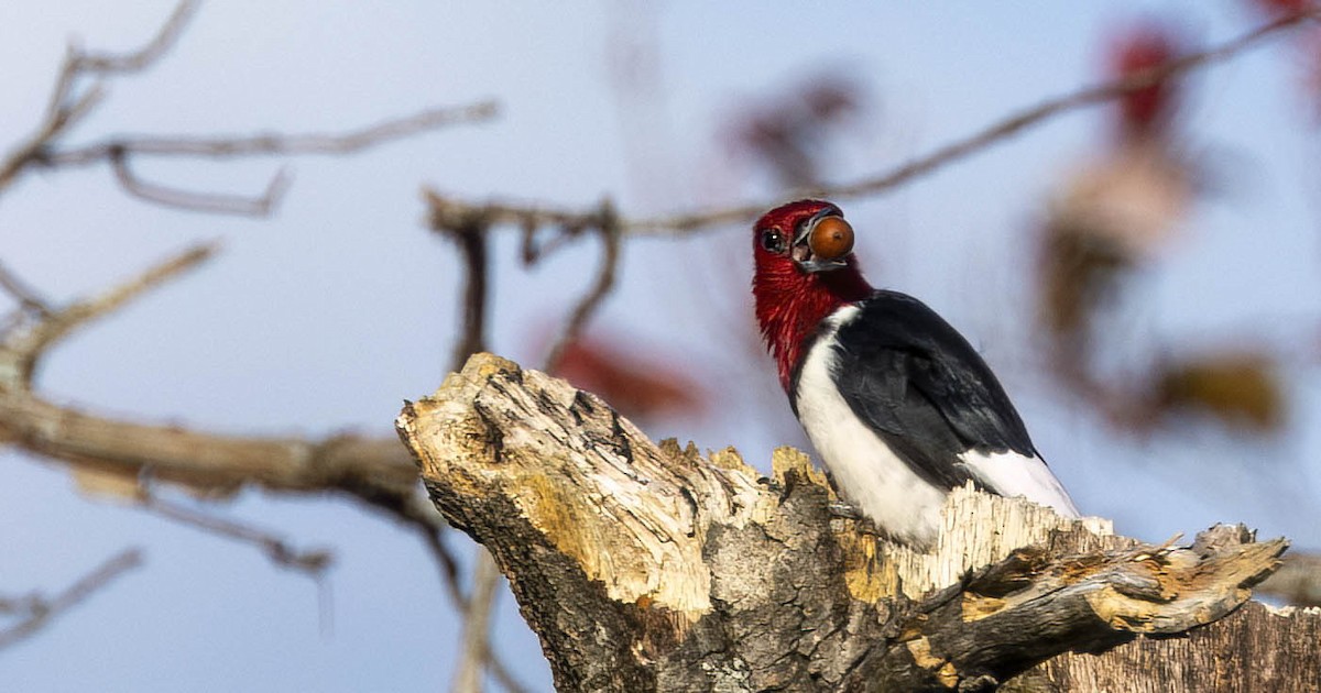 Red-headed Woodpecker - ML613371656