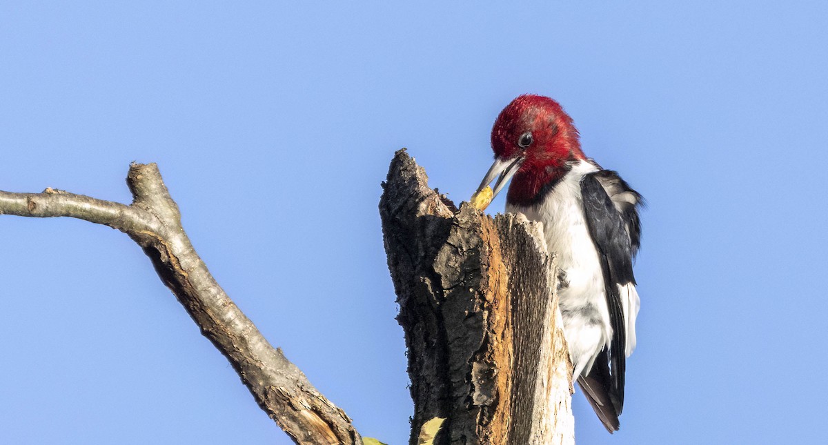 Red-headed Woodpecker - ML613371657
