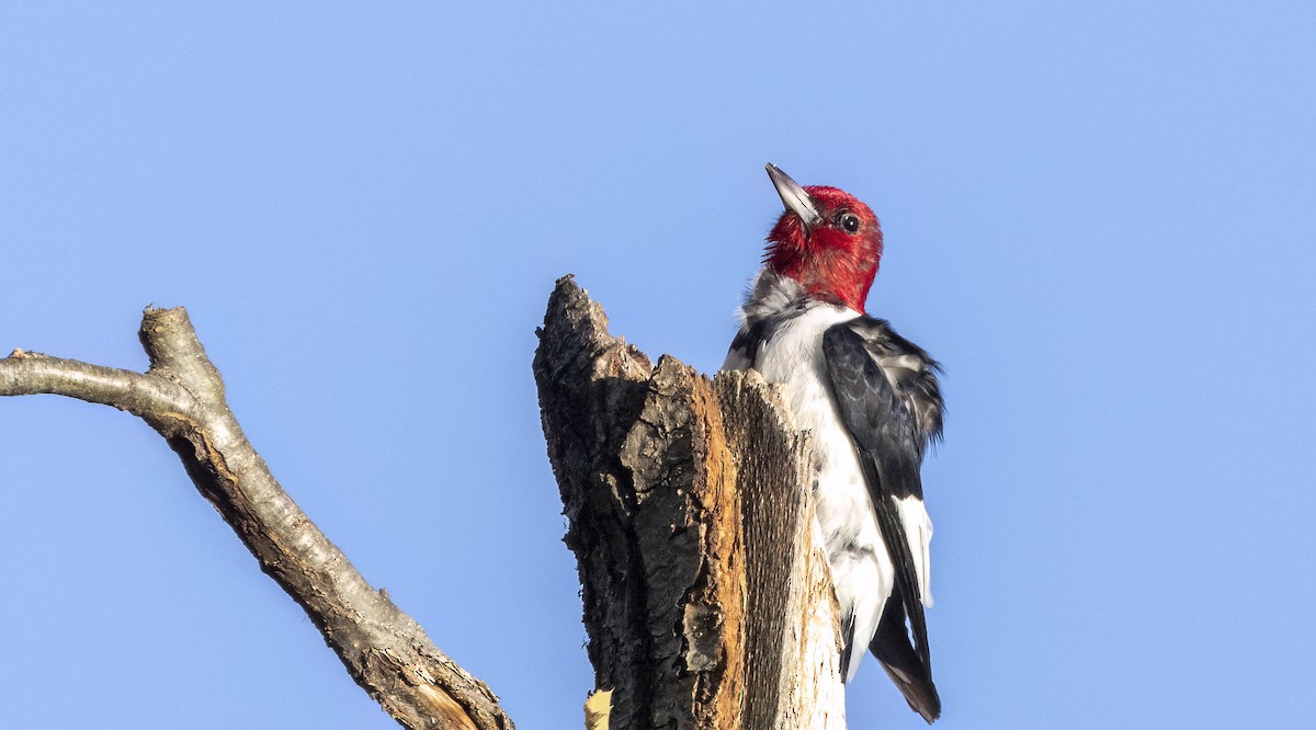 Red-headed Woodpecker - ML613371658