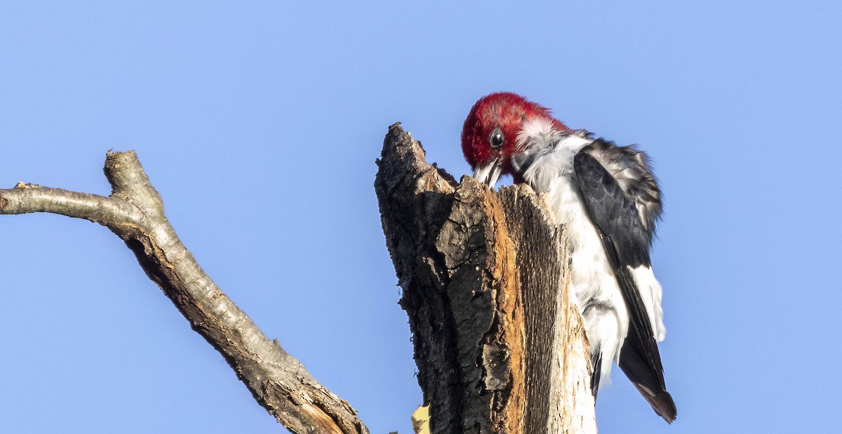 Red-headed Woodpecker - ML613371659