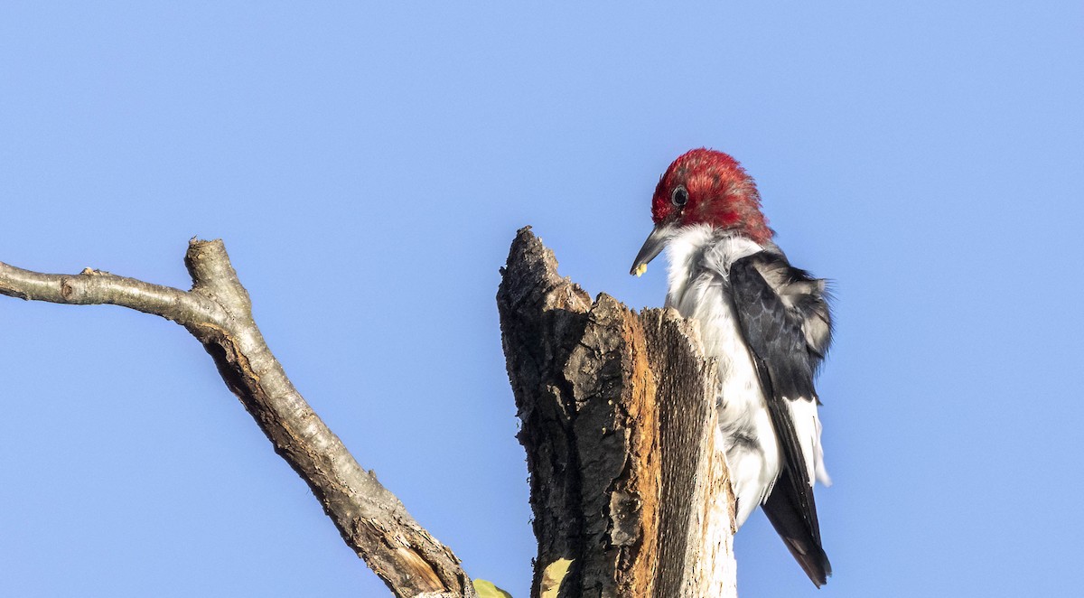 Red-headed Woodpecker - ML613371660