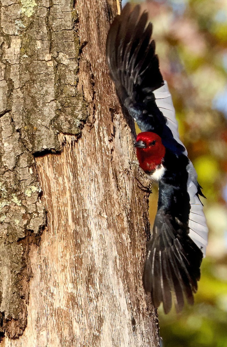 Red-headed Woodpecker - ML613371661